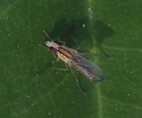 Cordilura albipes